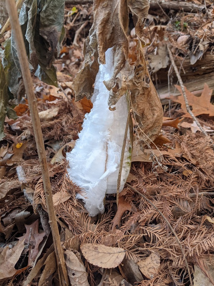frost-flower1-from-tanya-zastrow_on-frostweed-verbisina-virginica