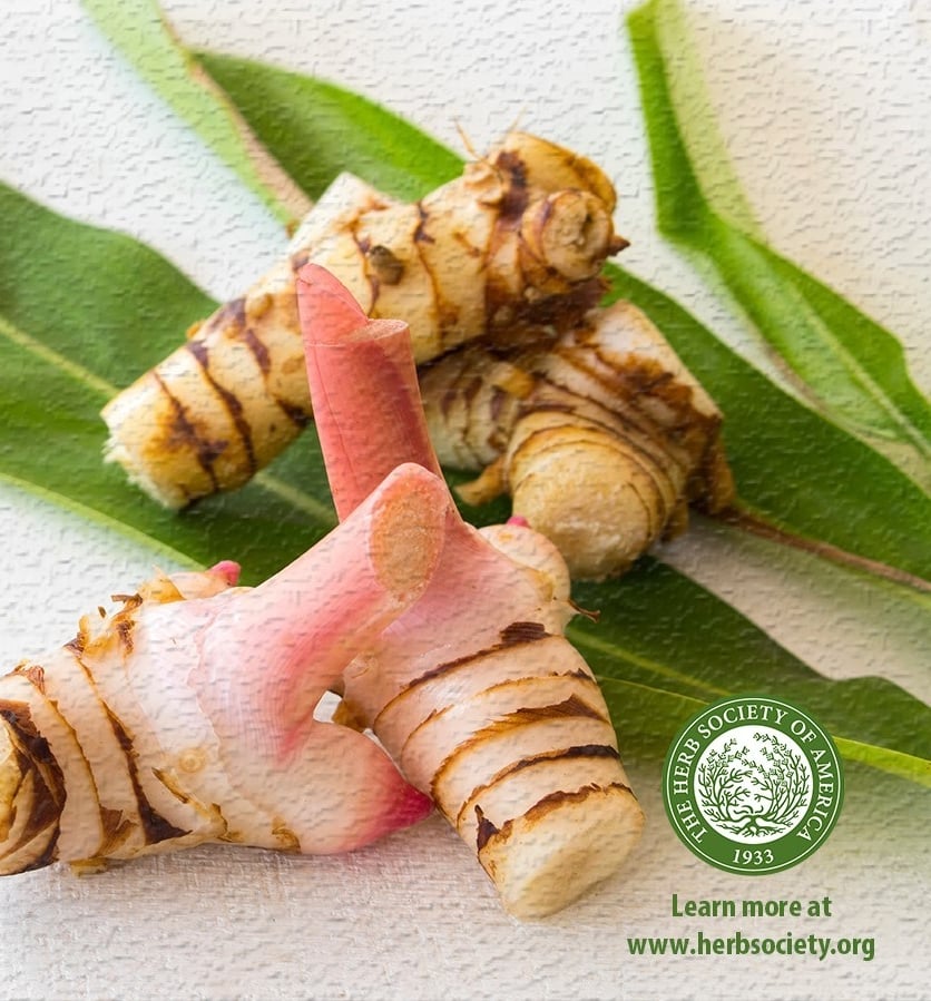 Galangal