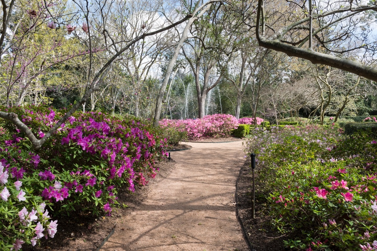 Azaleas blooming along a wide garden path