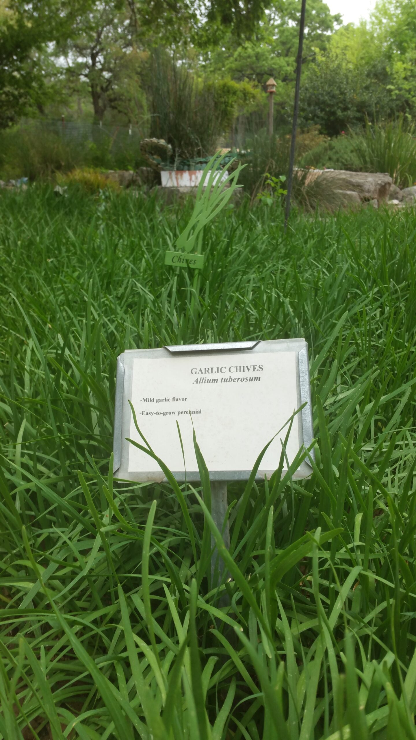 Garlic chives