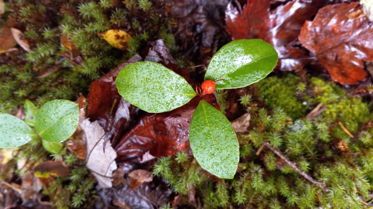 Gaultheria procumbens leaf and fruit