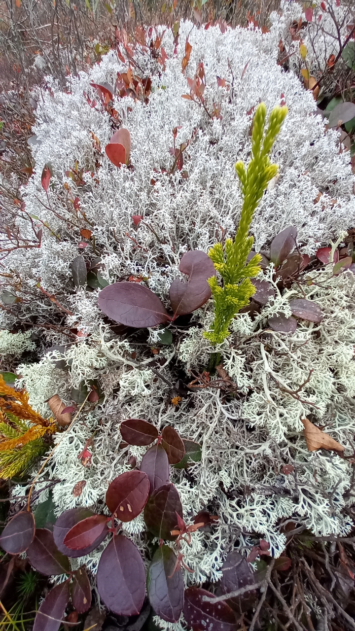 Gaultheria procumbens leaves in fall color