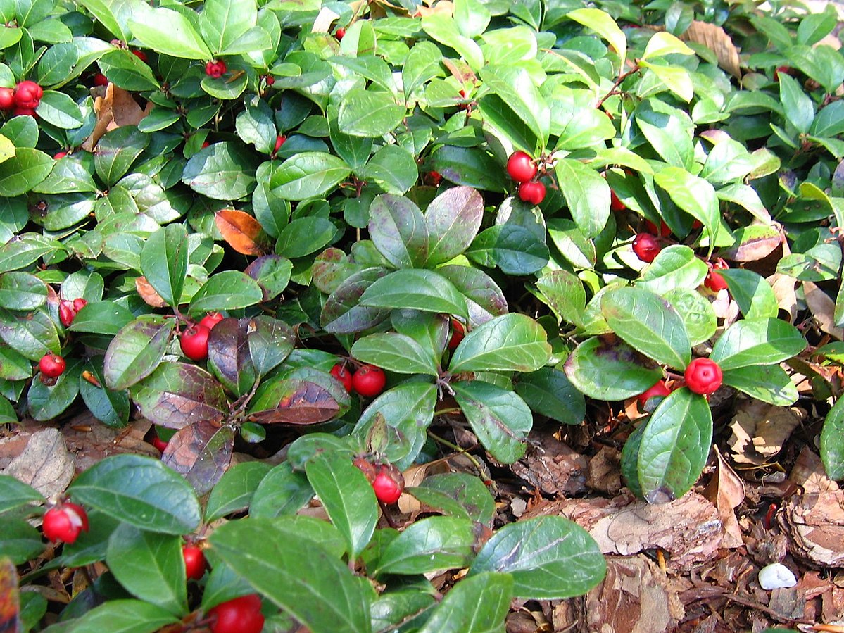 Wintergreen plants with red fruits