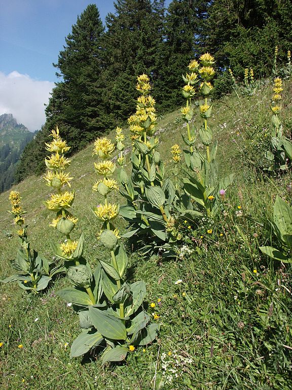 Gentian (Gentiana lutea)