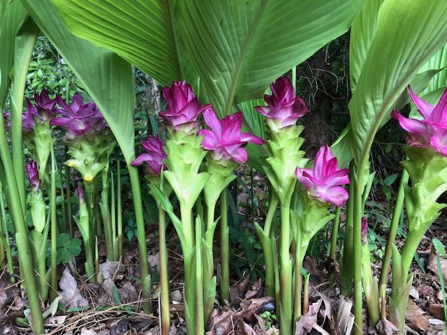 Hidden ginger (Curcuma petiolata) flowers