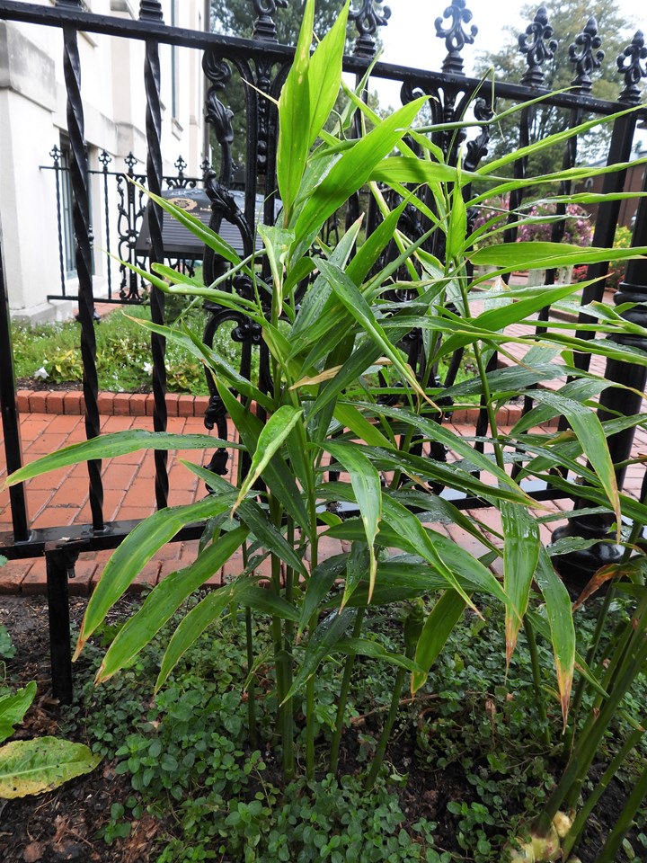 Growing ginger