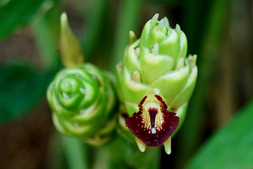 Ginger inflorescence