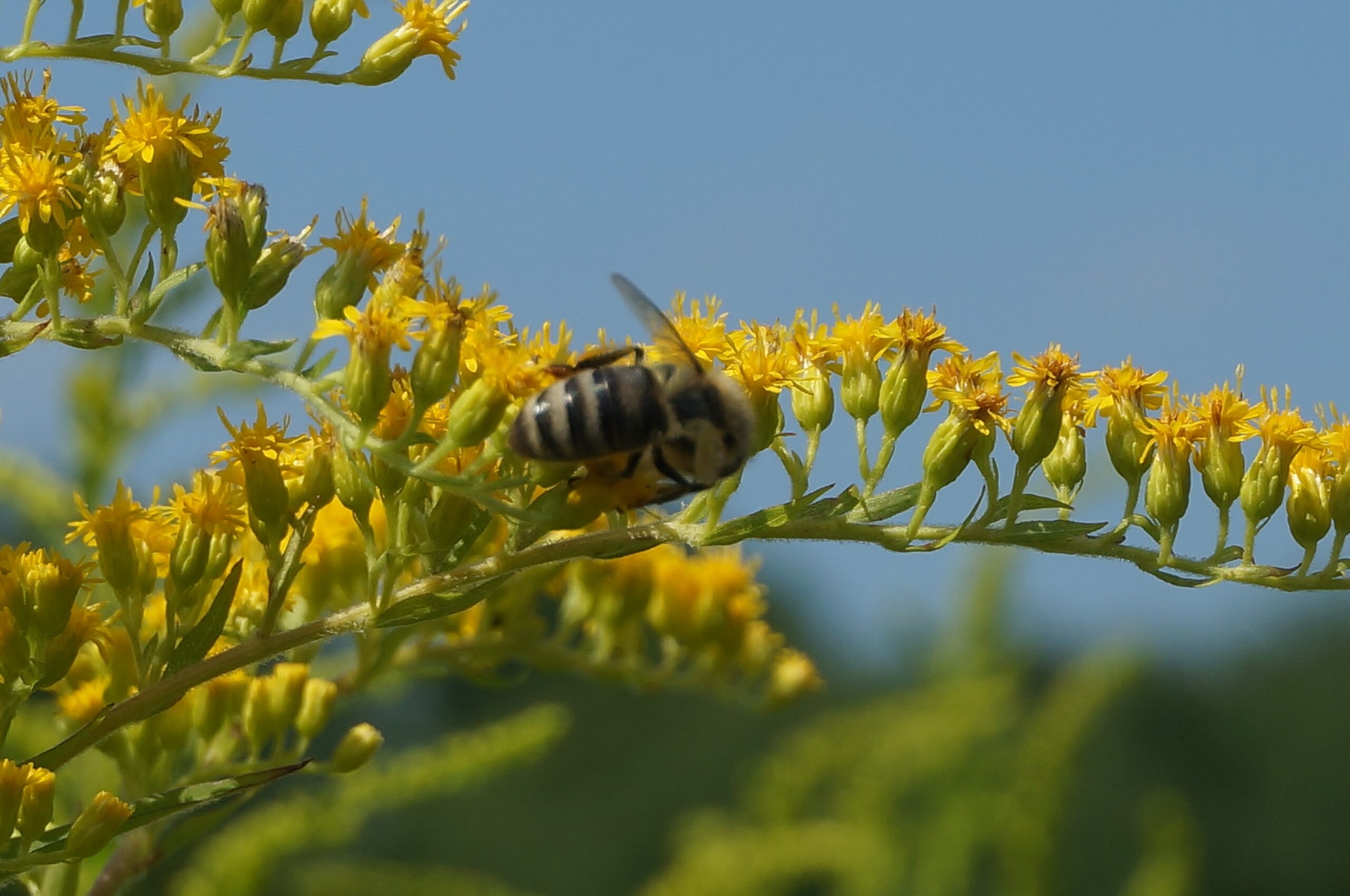 goldenrod