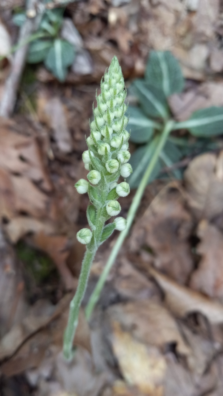 Goodyeara procumbens flowers