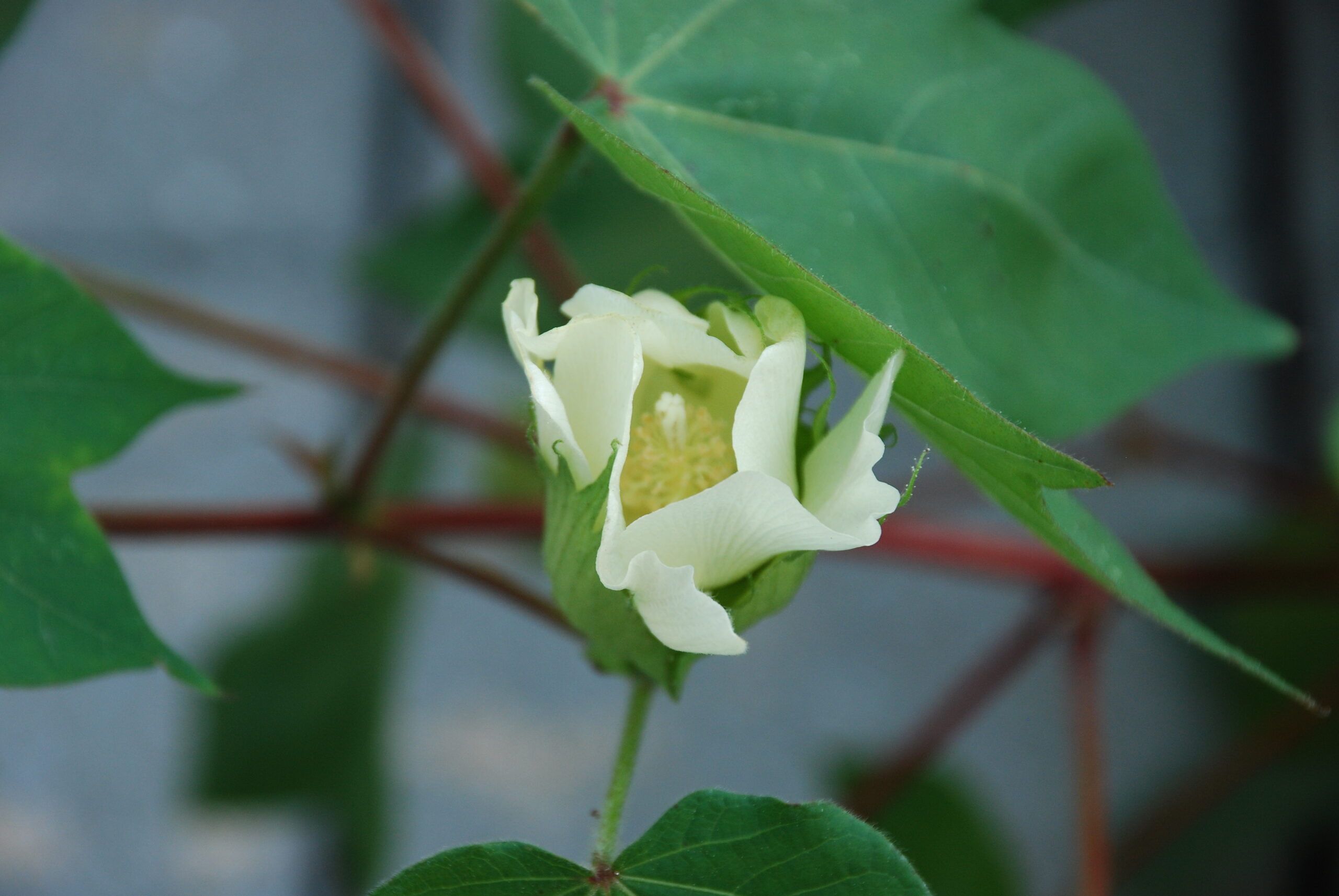 A white cotton flower opening