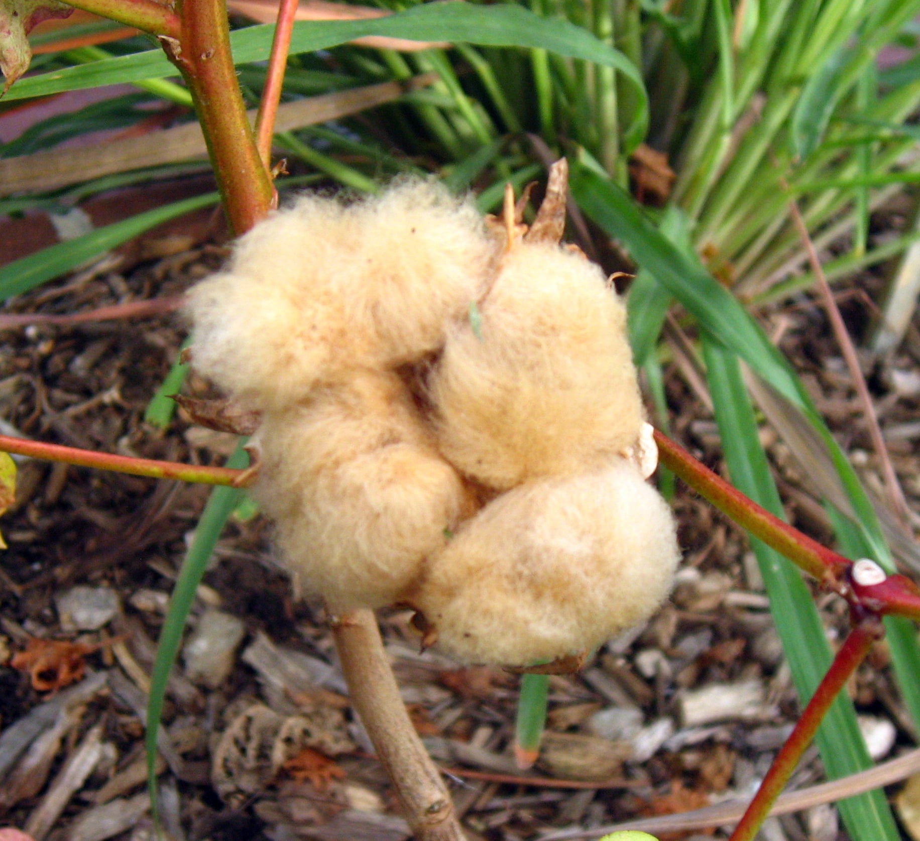 Gossypium hirsutum 'Mississipi Brown'