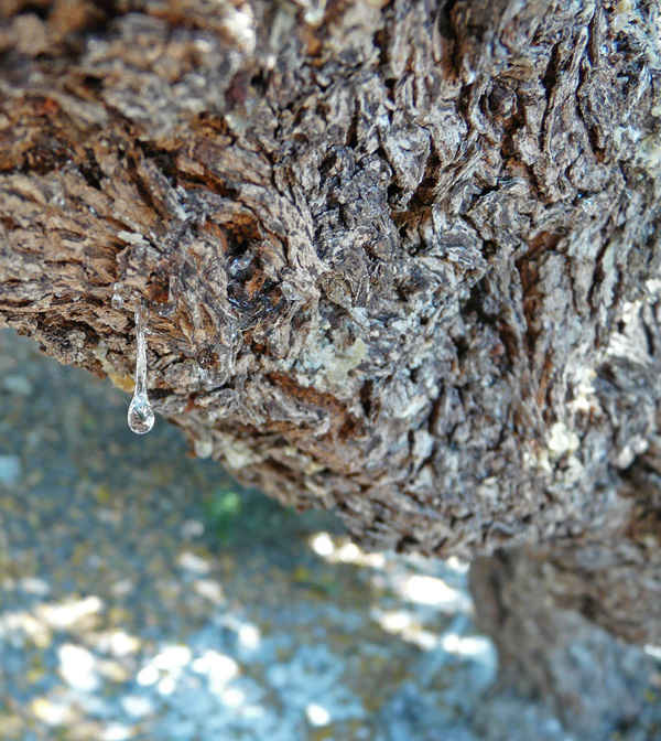 Mastic resin "tear"