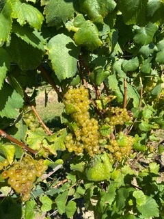 Yellow grapes on the vine