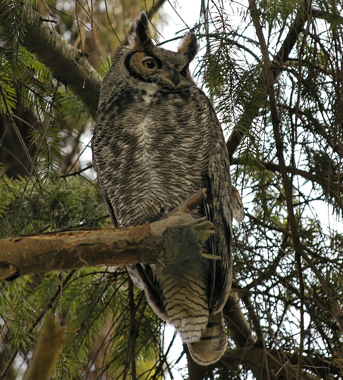 A close shot of a great horned owl perched on an evergreen branch