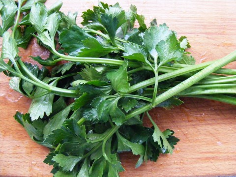 Dark green celery leaves