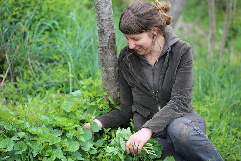 Harvesting-garlic-mustard-an-invasive-weed-in-North-America-Alliaria-petiolata