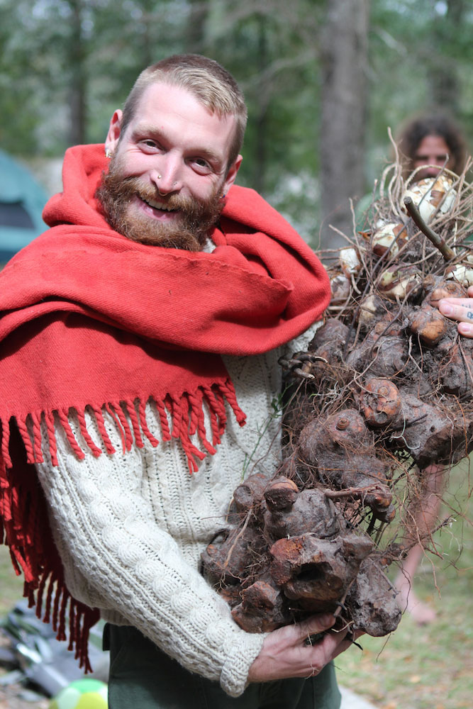 Harvesting-sarsparilla-root-Smilax-sp