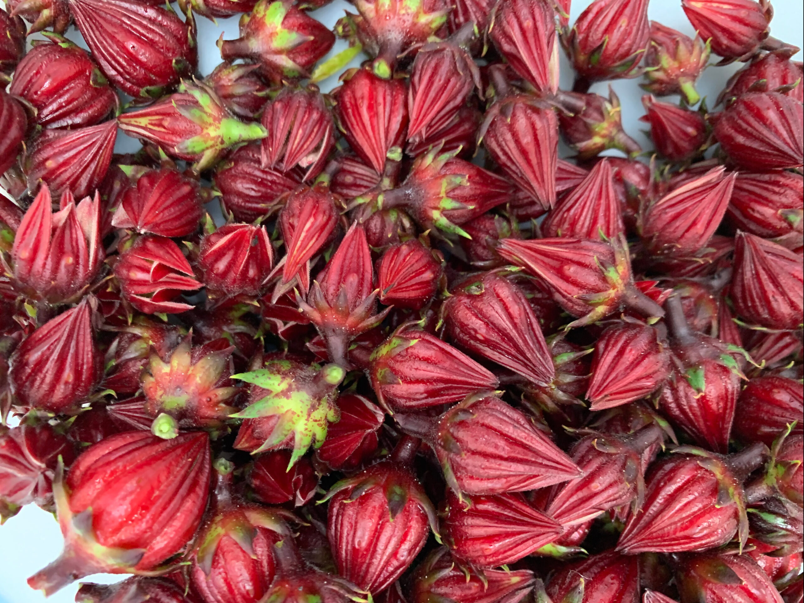 hibiscus calyx