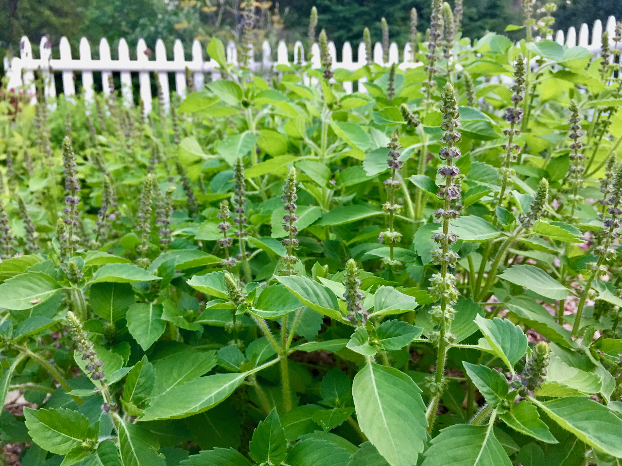 Flower spikes of holy basil