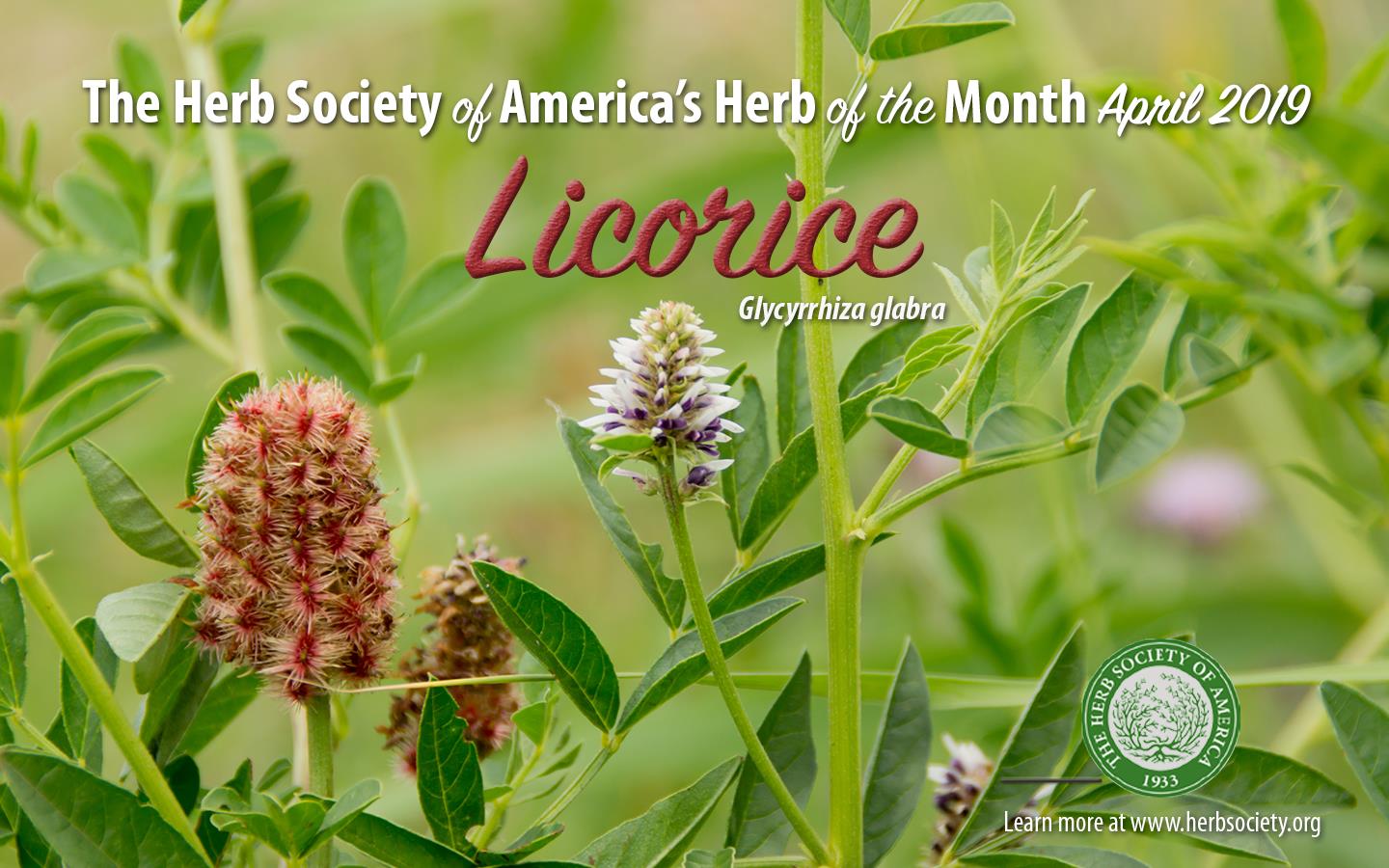 HOM Licorice
