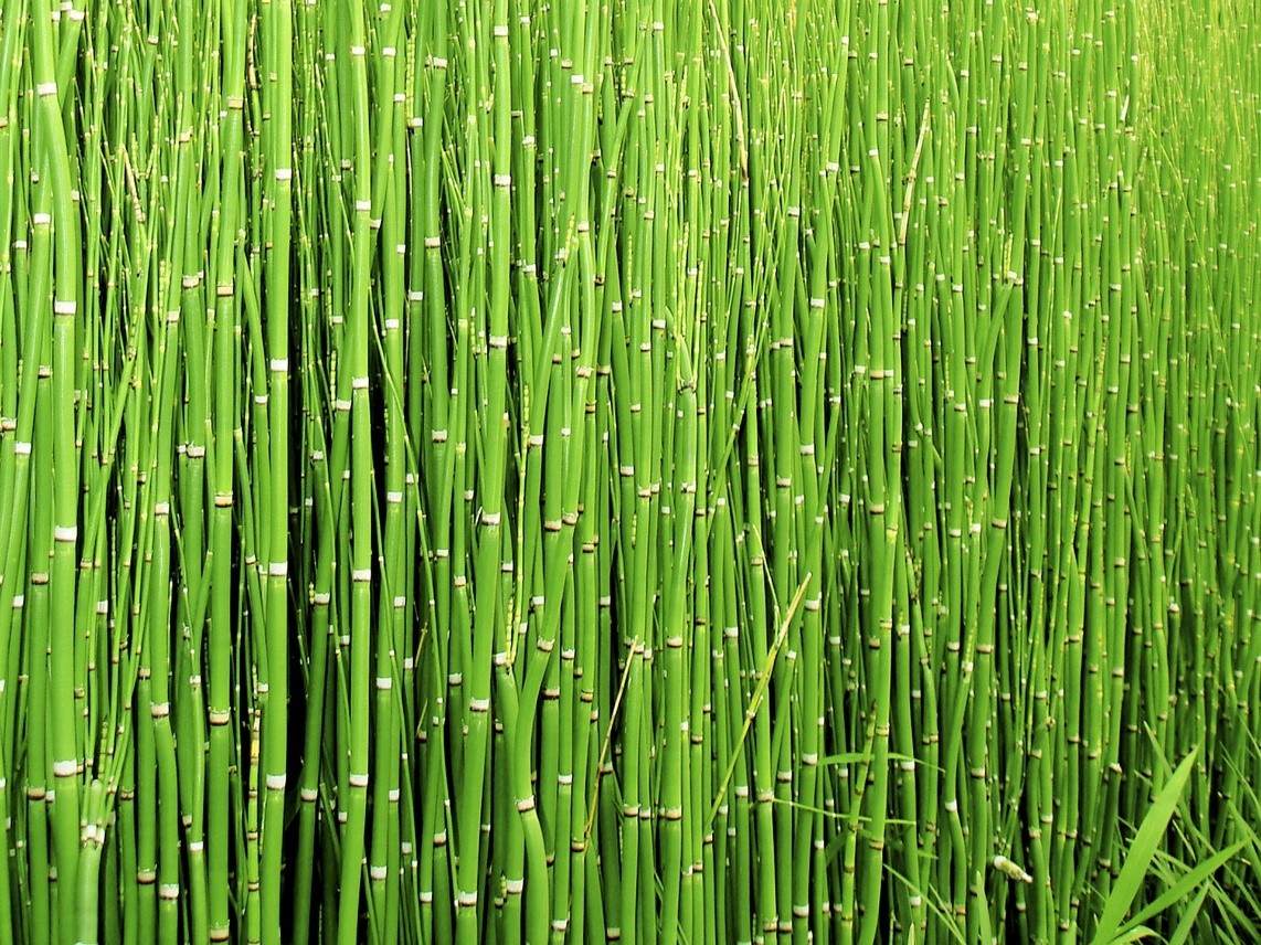 Horsetail