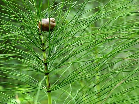 Horsetail 2
