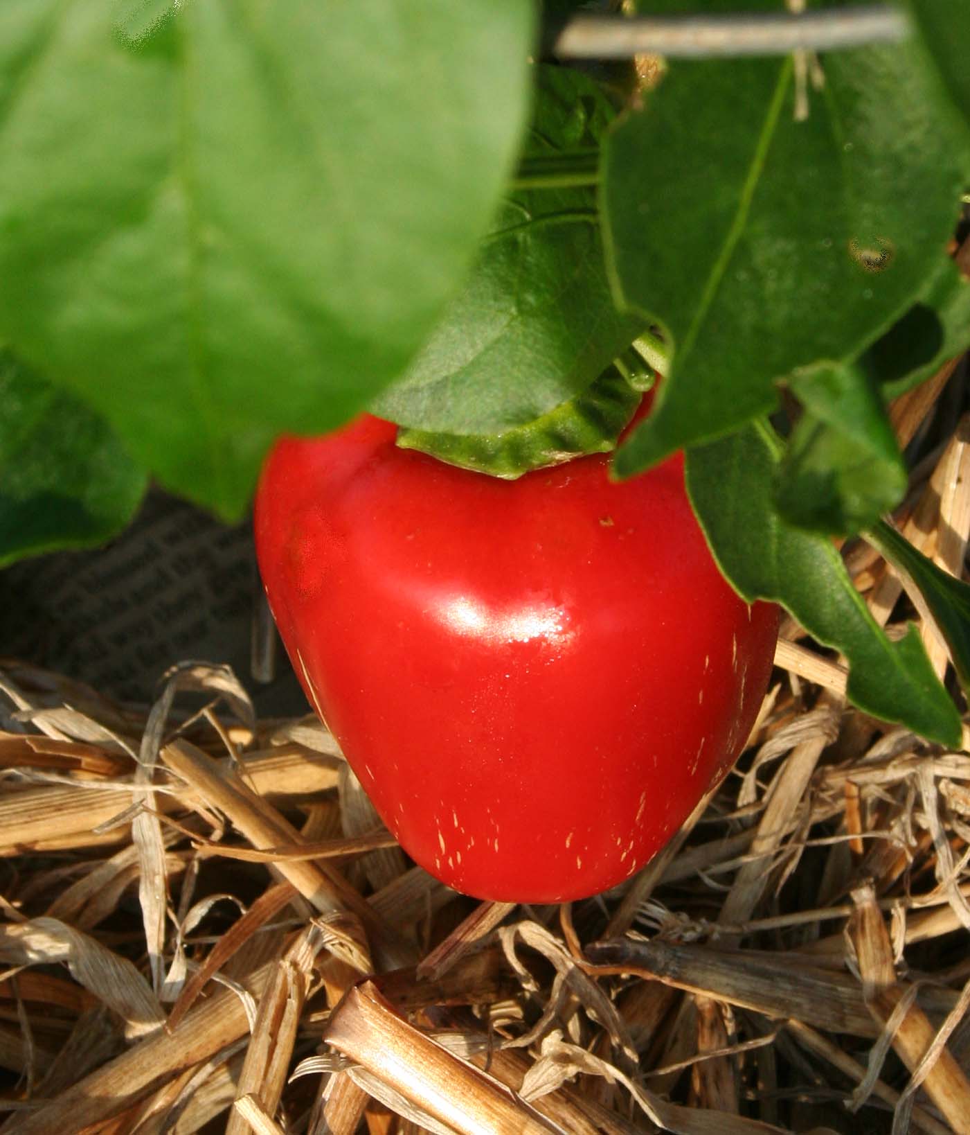 Hot pepper-V Garden