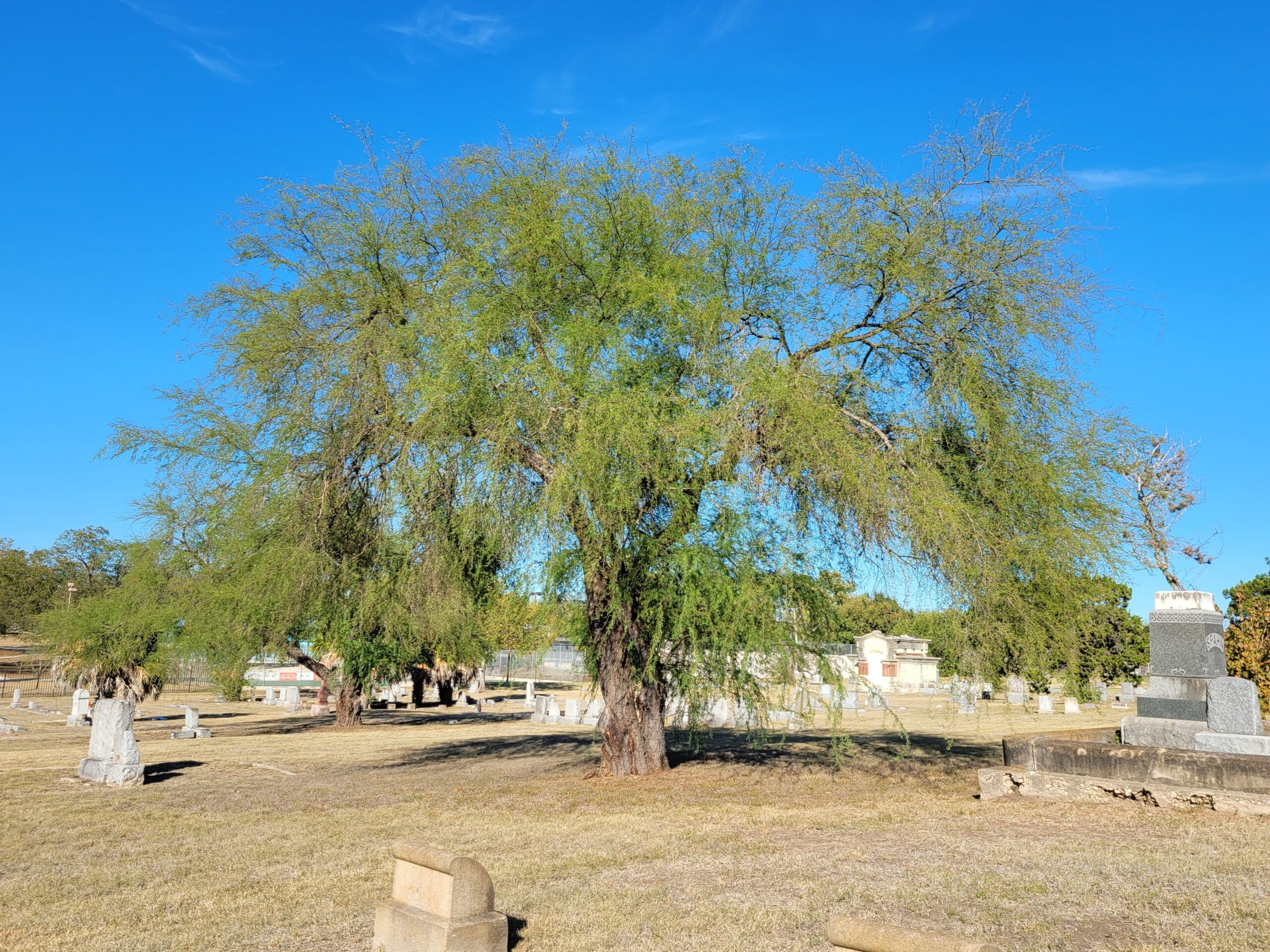 Huisache tree in Alamo Defenders Cemetery in San Antonio, Texas