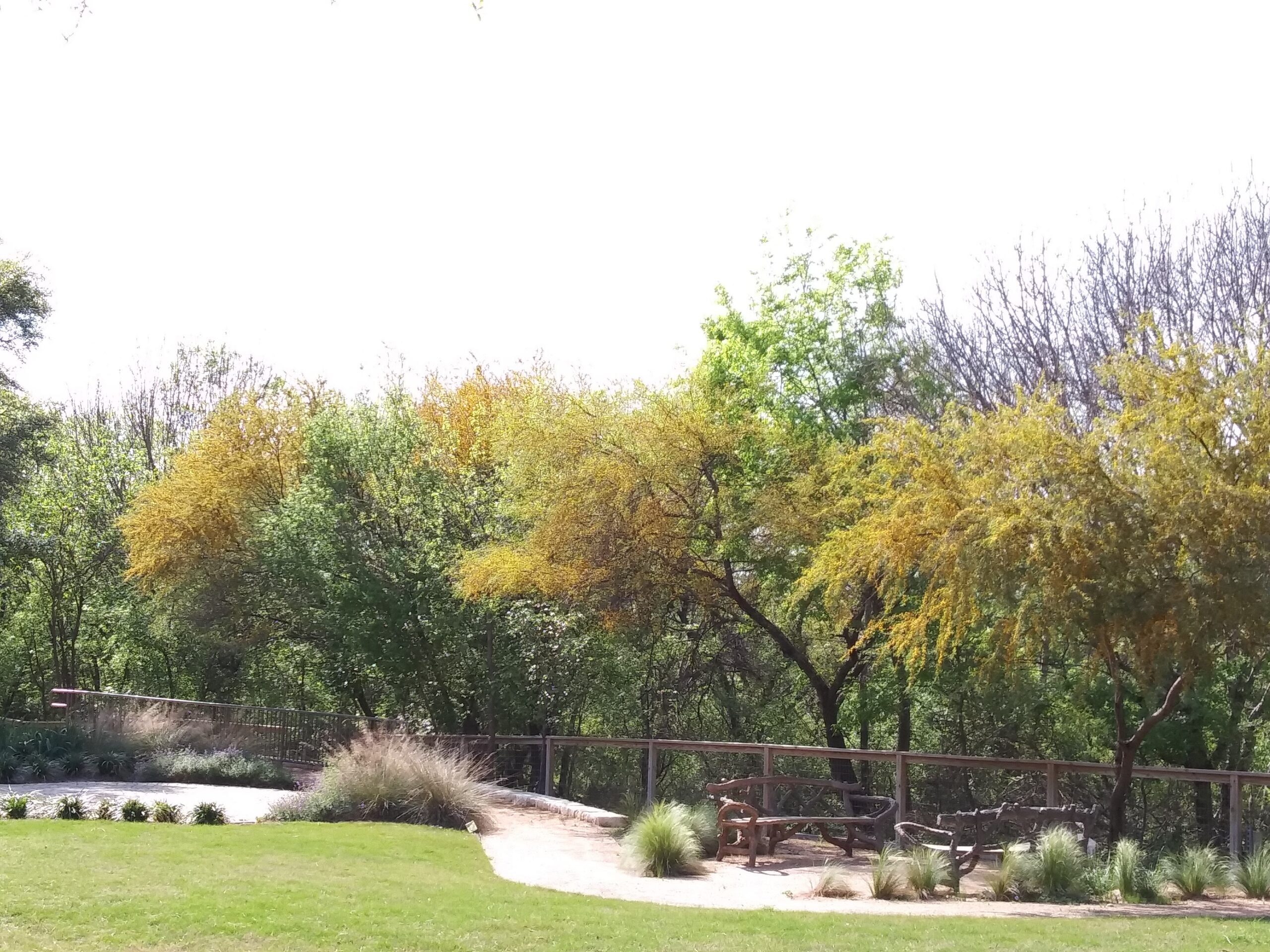 Huisache blooming at Ecumenical Center of San Antonio, Texas