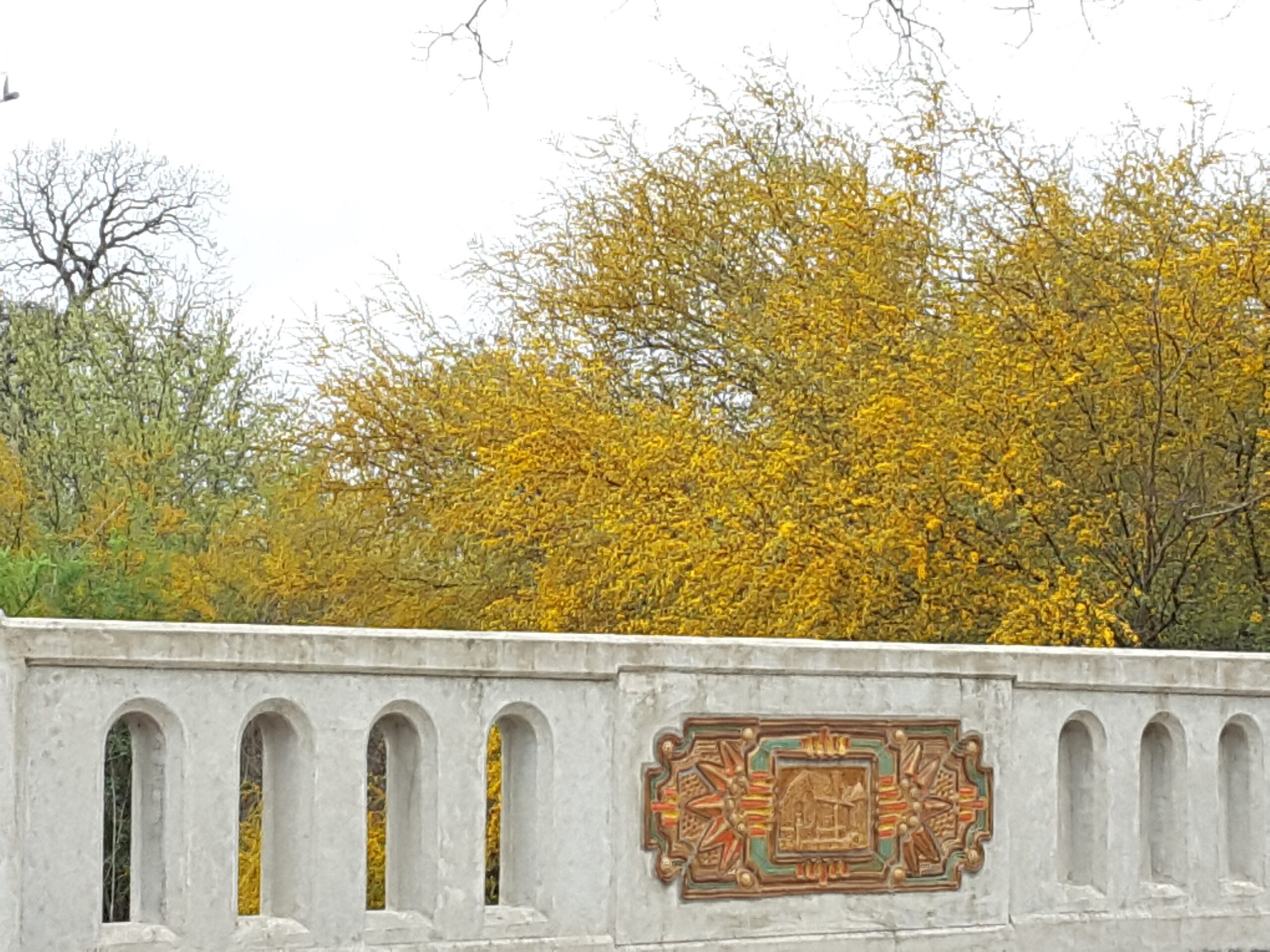 Huisache tree blooming and Diana Kersey Art on bridge over San Antonio River
