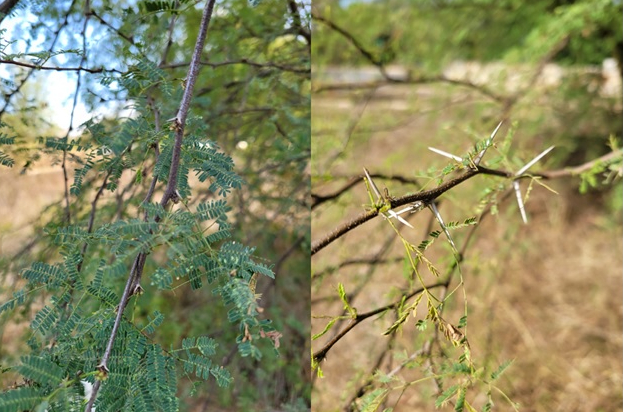 Huisache thorns adult and juvenile forms