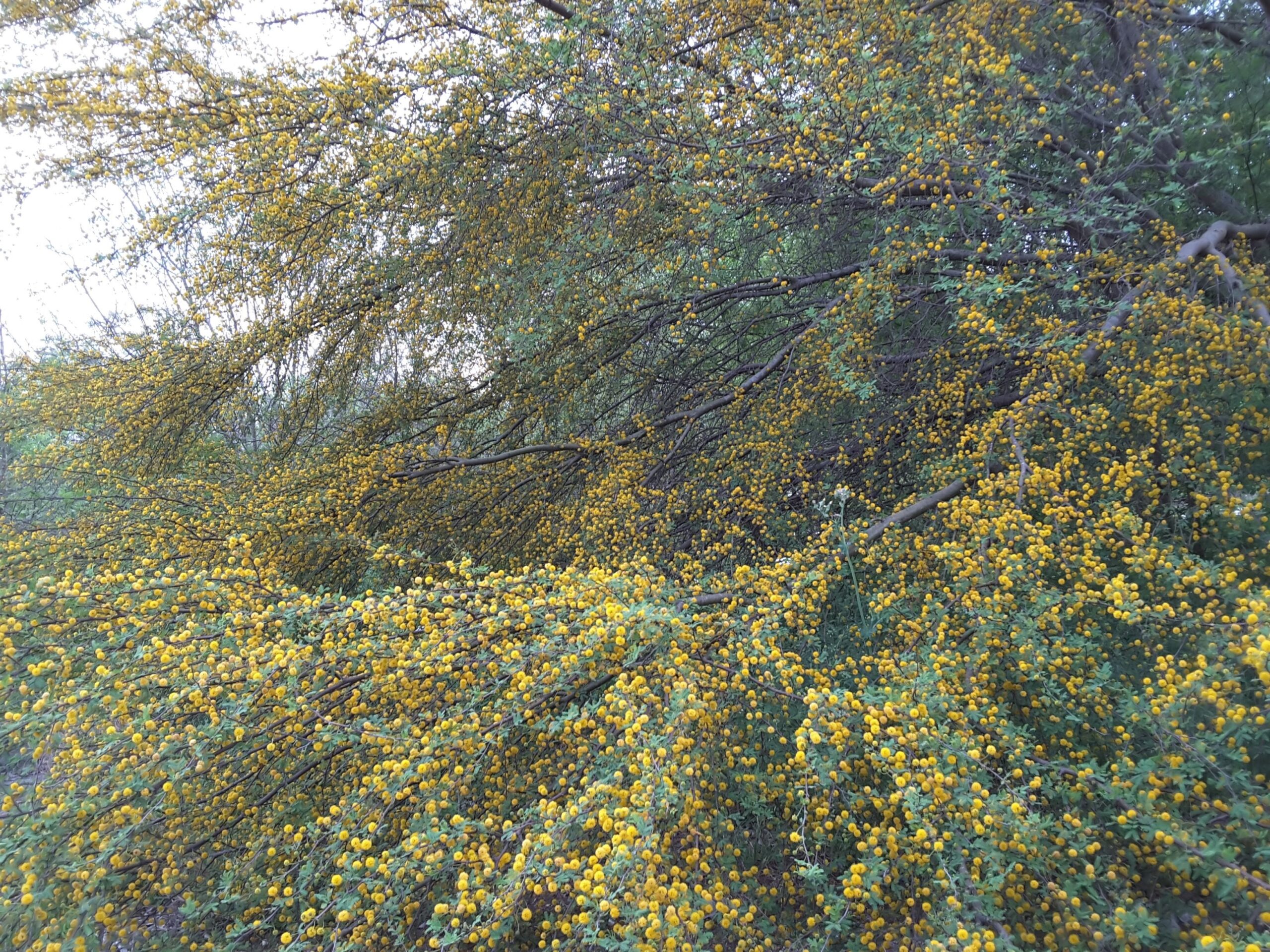 Huisache tree blooming