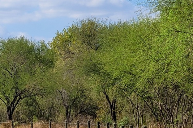Huisache trees along byway