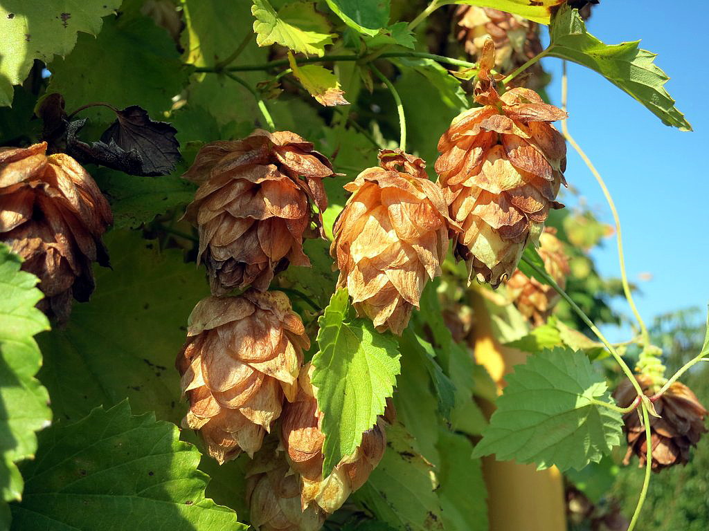 Brown papery hops strobiles