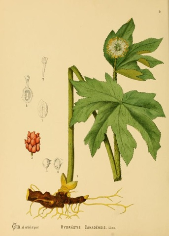 Hydrastis canadensis botanical print