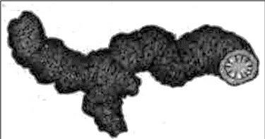 Drawing of cut end of Hydrastis canadensis showing seal