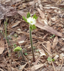Hydrastis canadensis flower