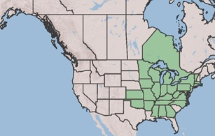 USDA map of Hydrastis canadensis native range