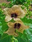 Pale yellow flowers with purple veins of henbane (Hyoscyamus niger)