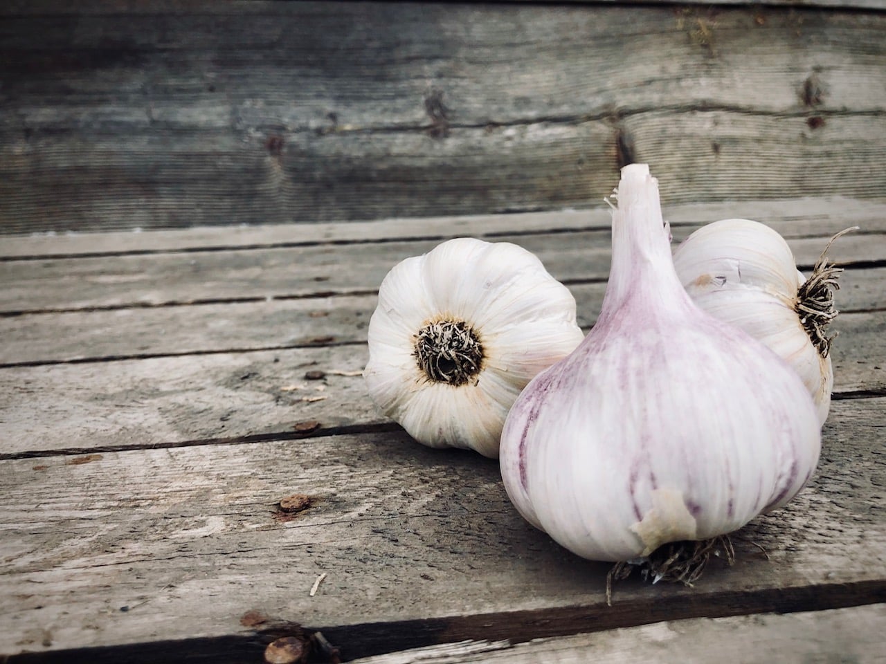 Freshly harvested garlic