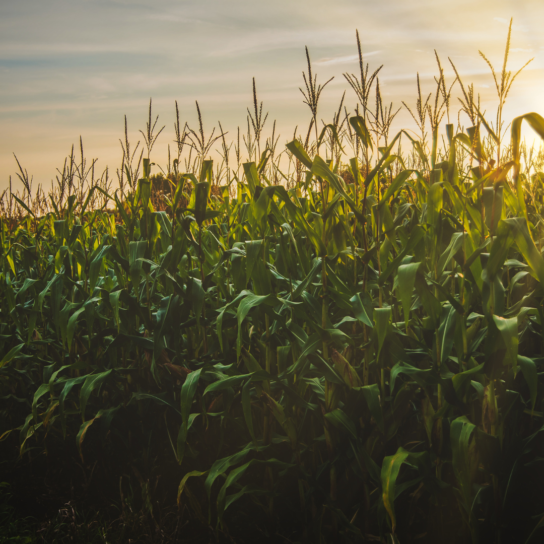 A field of corn at sunrise or sunset