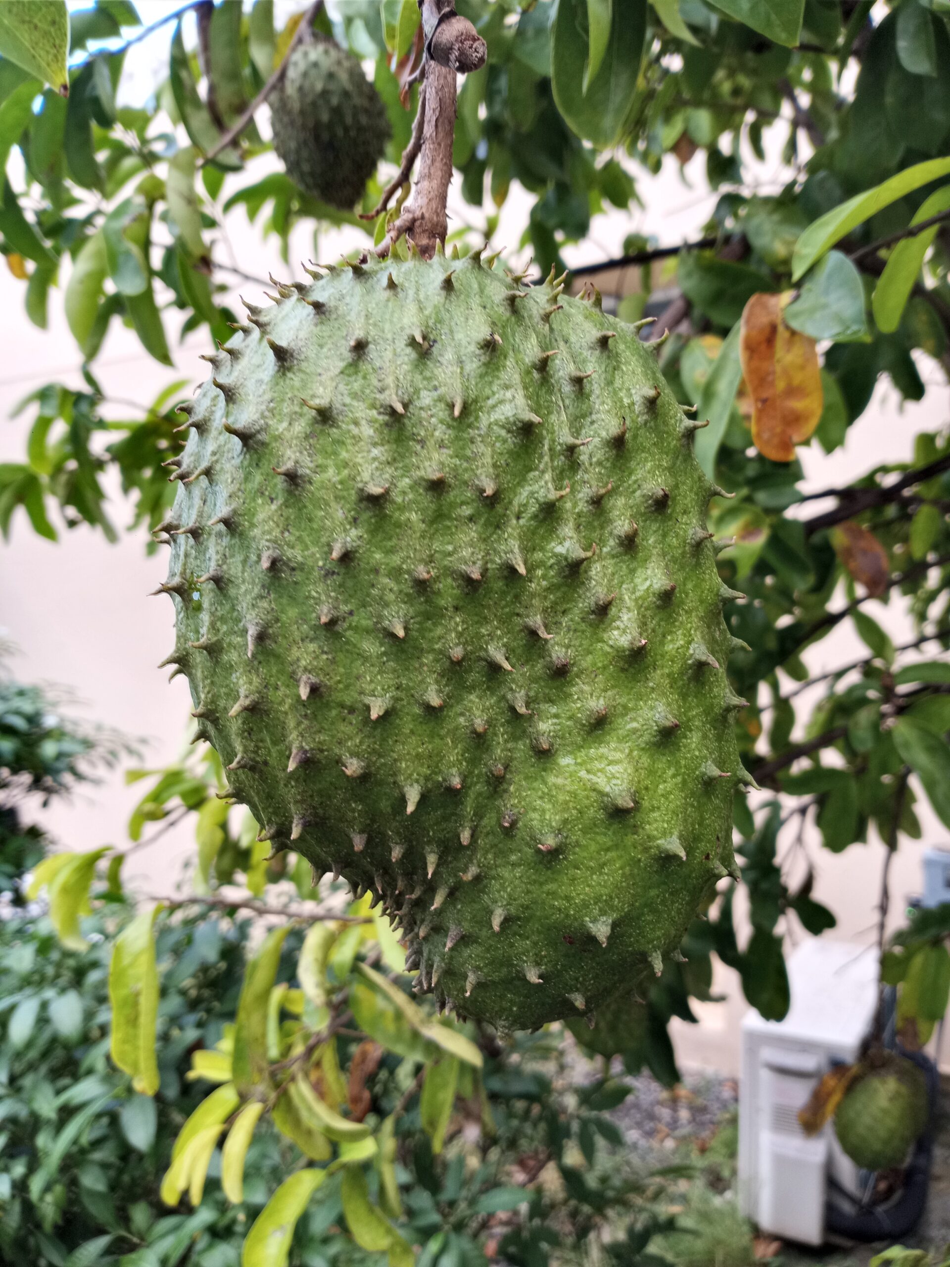 Soursop, Annona muricata