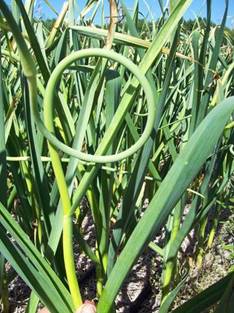 Garlic scape