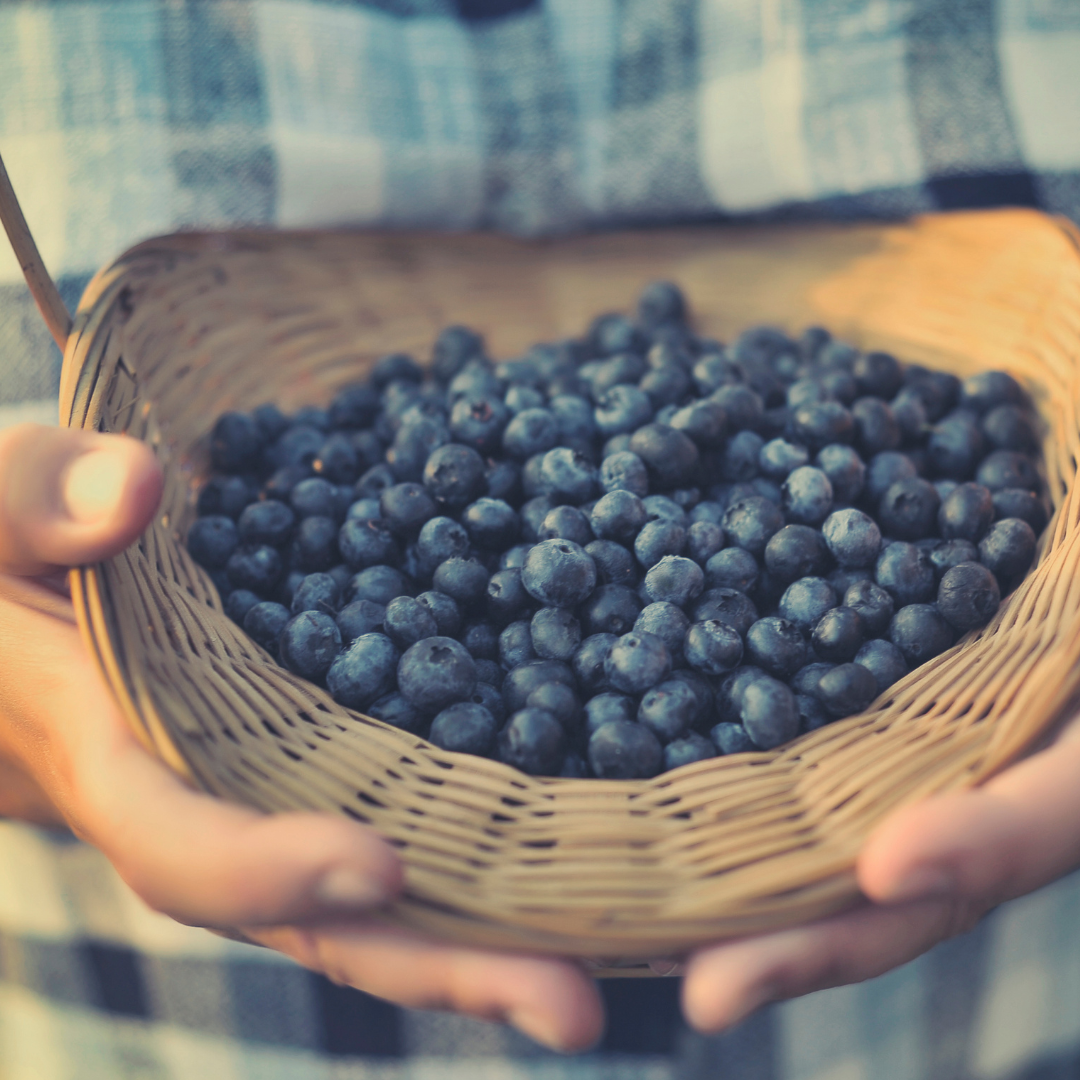A basket of blueberries