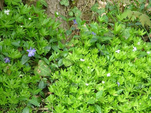 Photo of the author's father's sweet woodruff patch