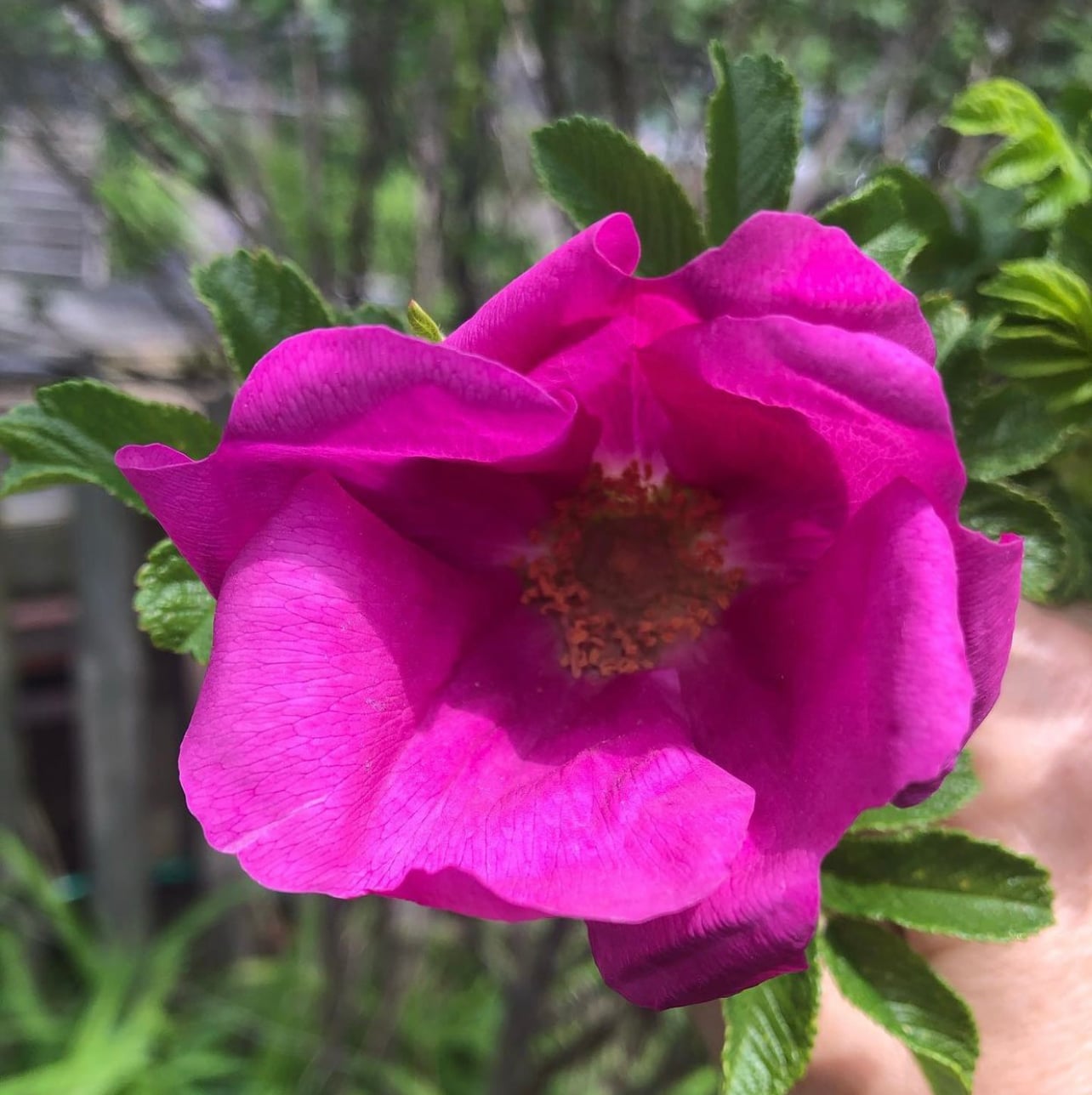 Picture of the author's father's Rosa rugosa