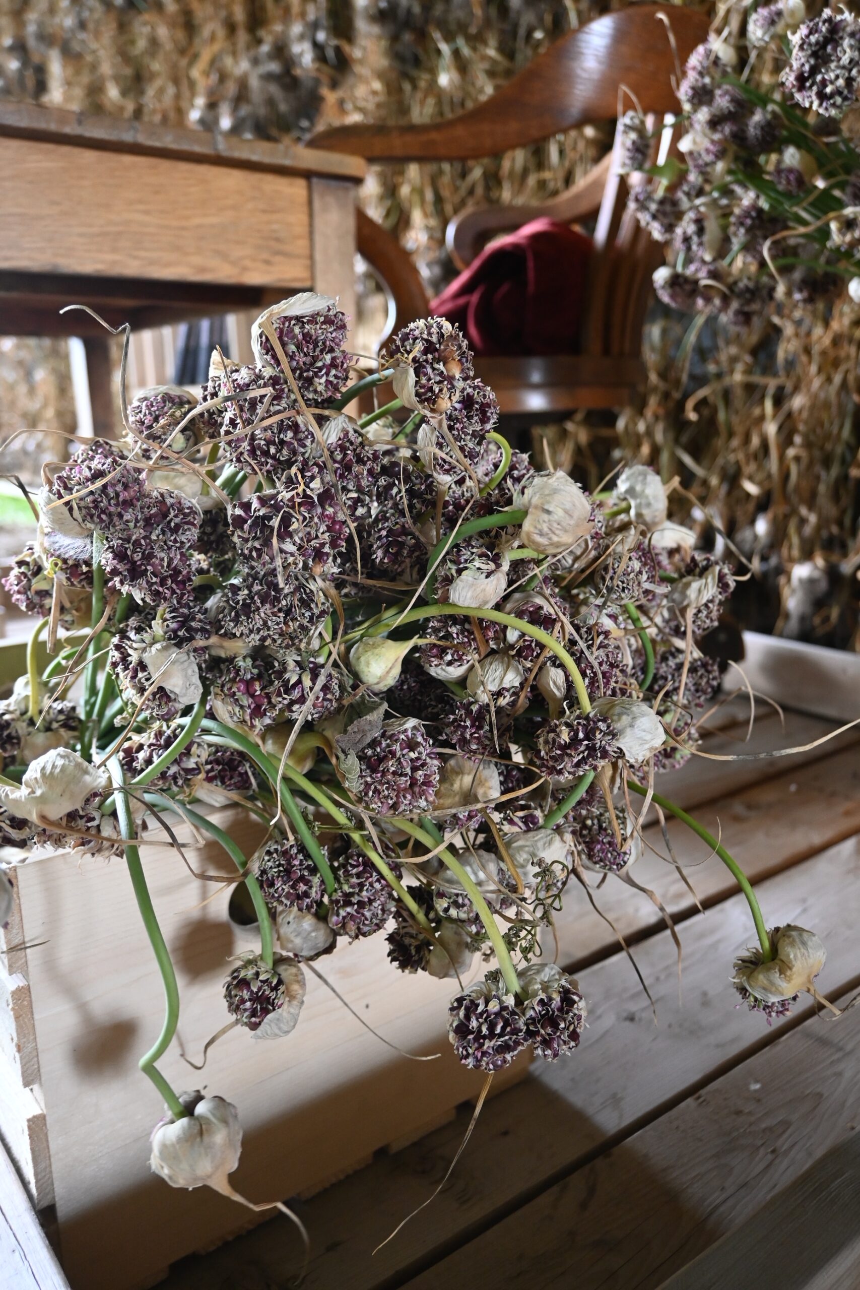 Garlic flowers
