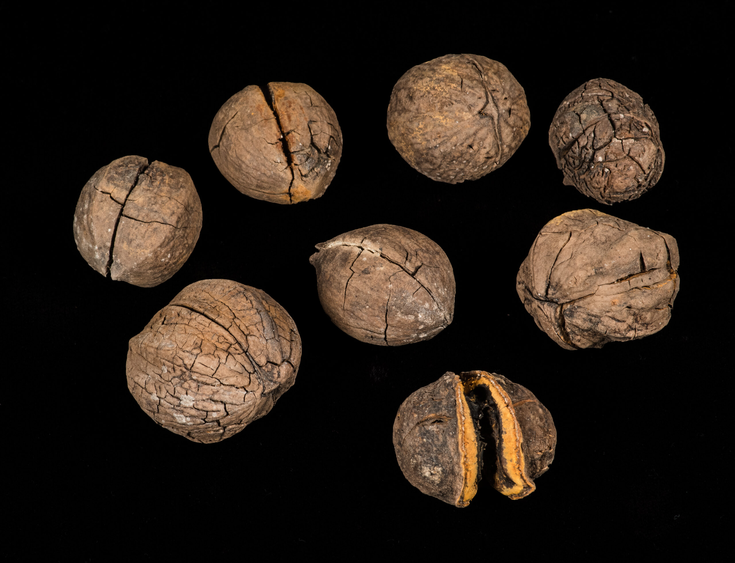 Hickory nuts (Carya sp.)
