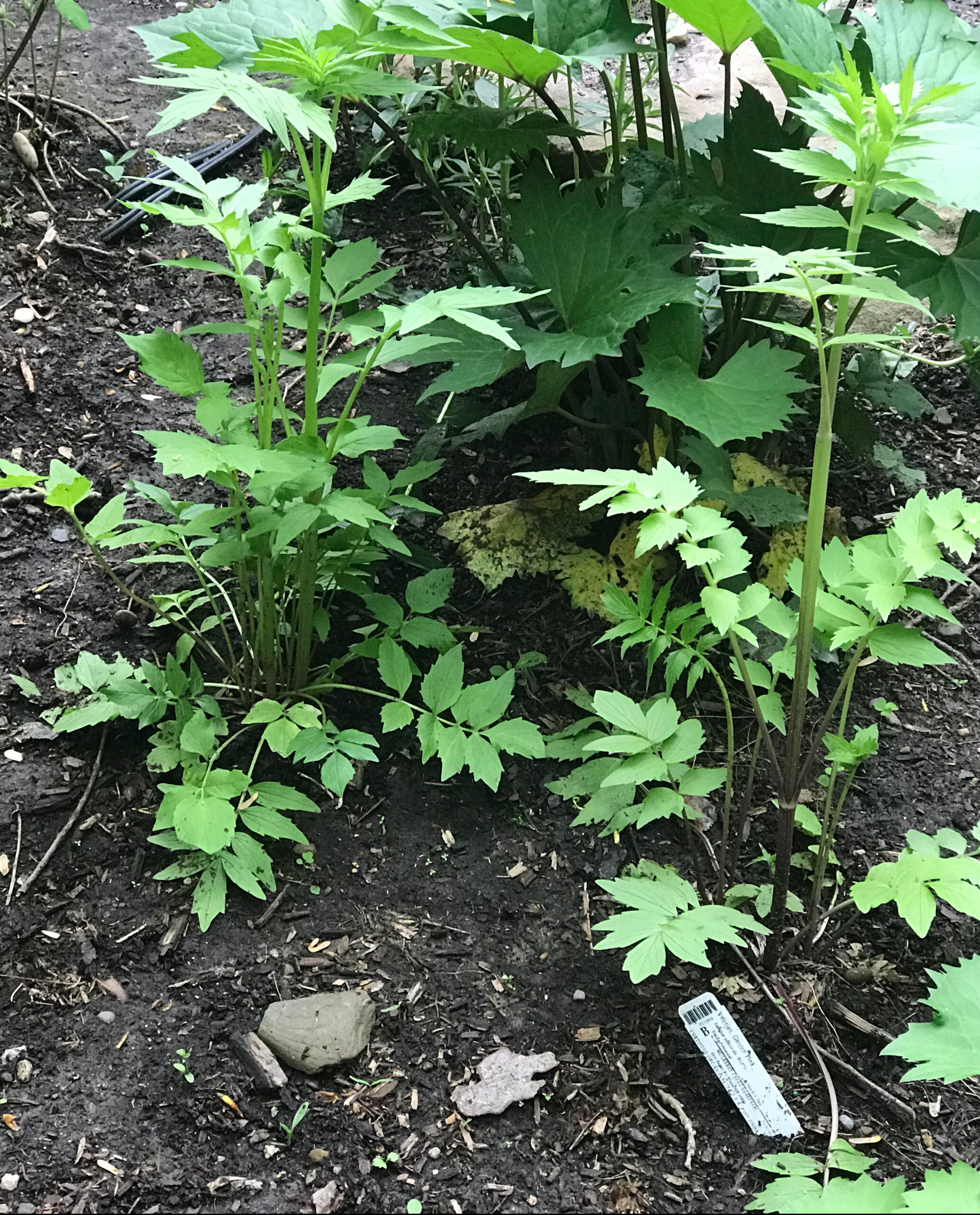 Valerian plant