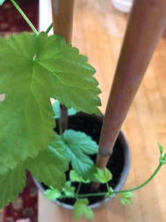vine plant